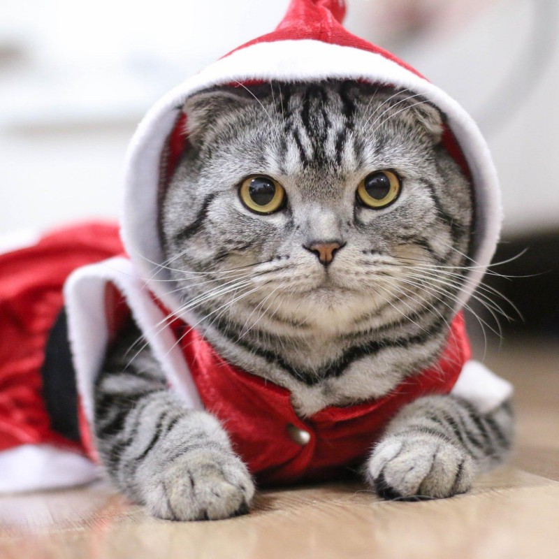 christmas costumes for cats