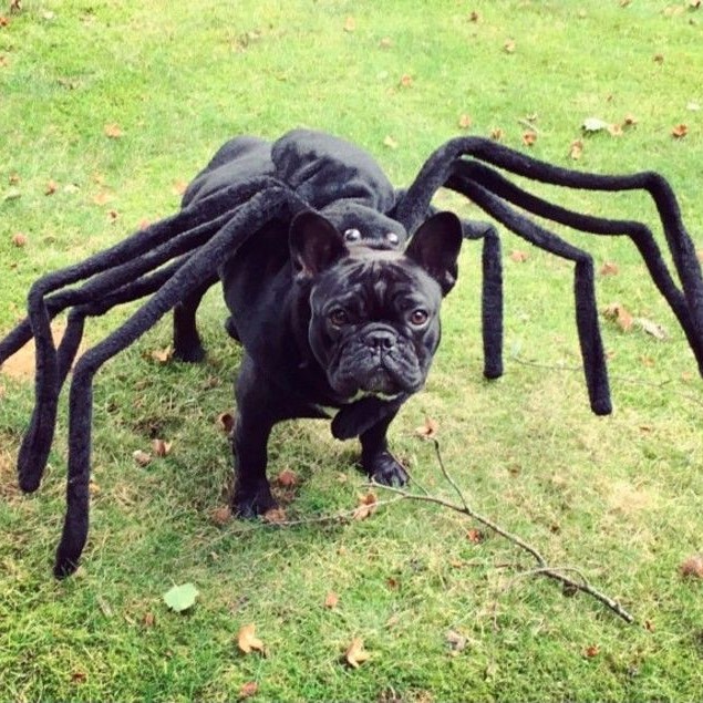 dog spider costume