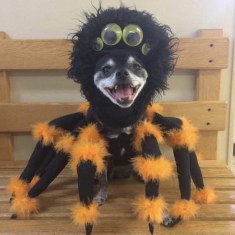dog spider costume