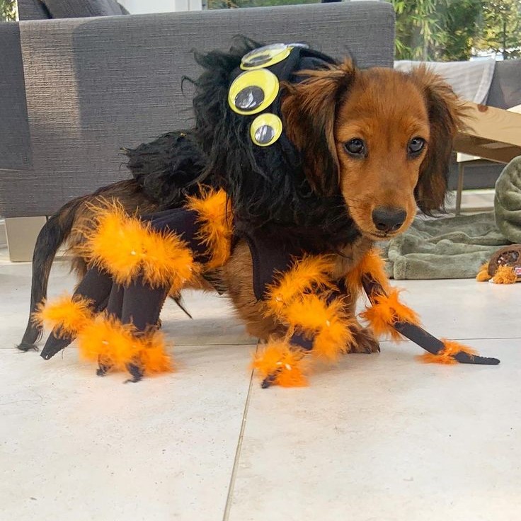 dog spider costume