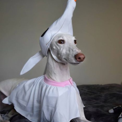 zero dog costume