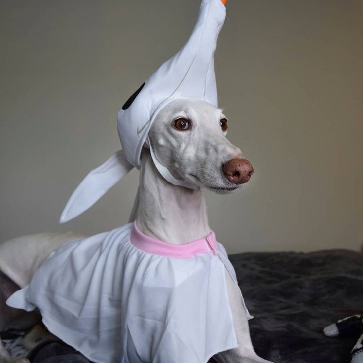 zero dog costume