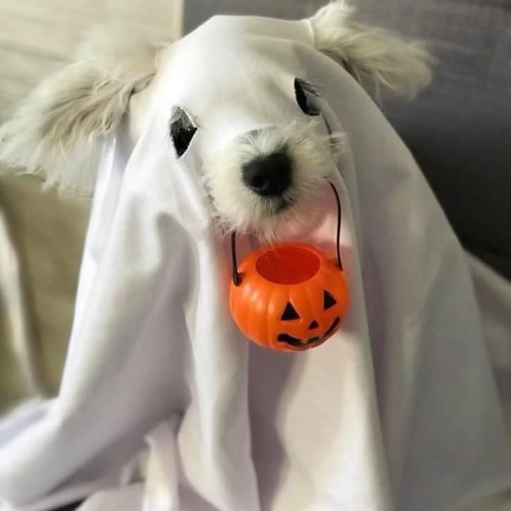 zero dog costume