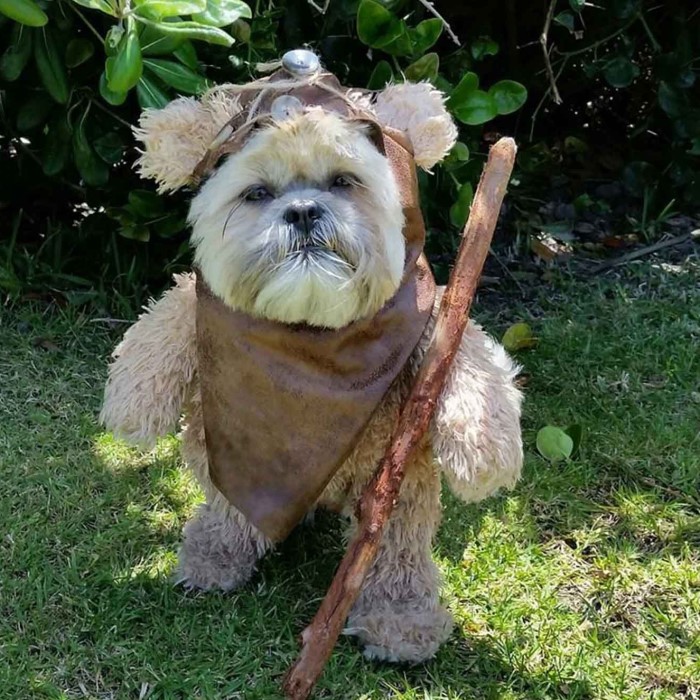 ewok dog costume