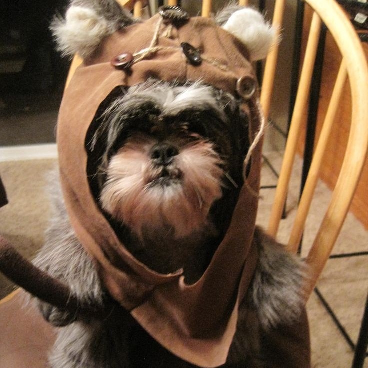 ewok dog costume