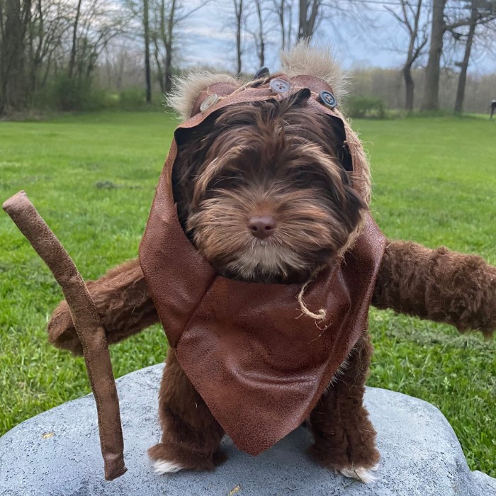 ewok dog costume