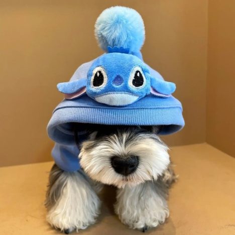 stitch dog costume