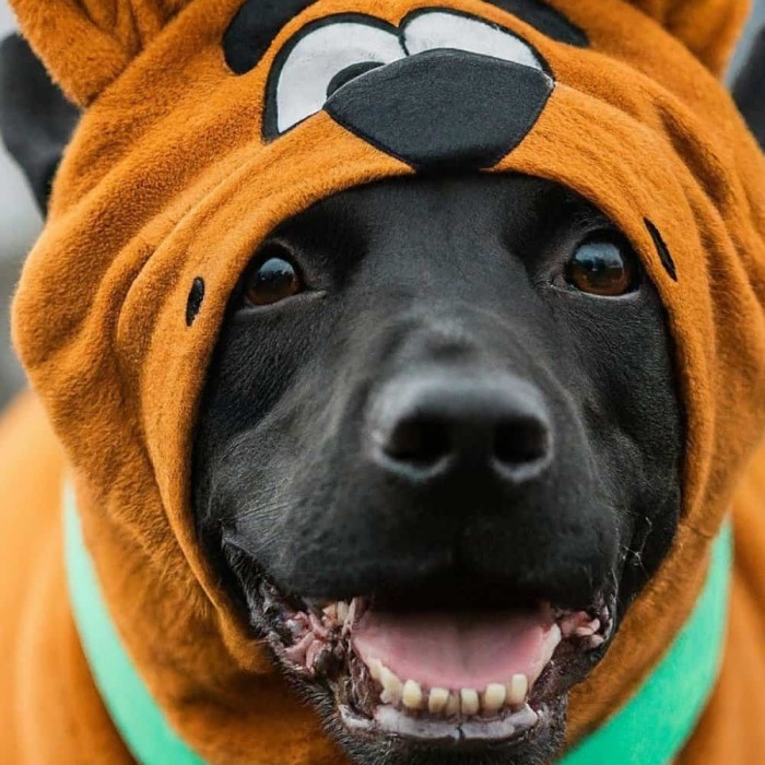 scooby doo dog costume