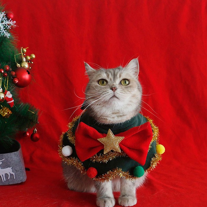 cat christmas outfit