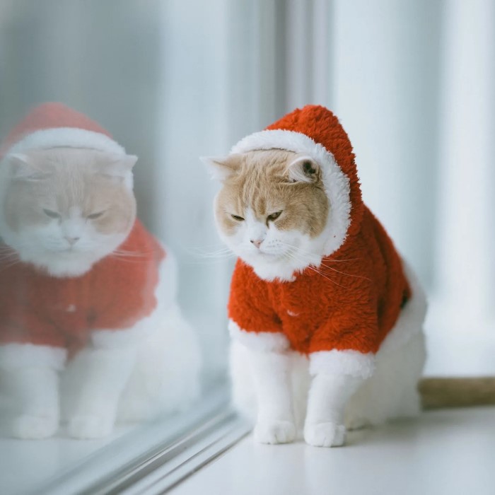 cat christmas outfit