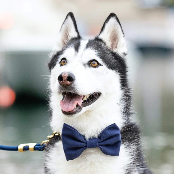 how to make a dog bow tie