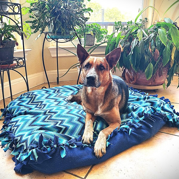 diy dog bed cover